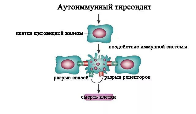 Аутоиммунные изменения щитовидной. Аутоиммунный тиреоидит Хашимото антитела. Схема лечения аутоиммунного тиреоидита щитовидной железы. Тиреоидит Хашимото щитовидной железы патогенез. Аутоиммунные антитела щитовидной железы.