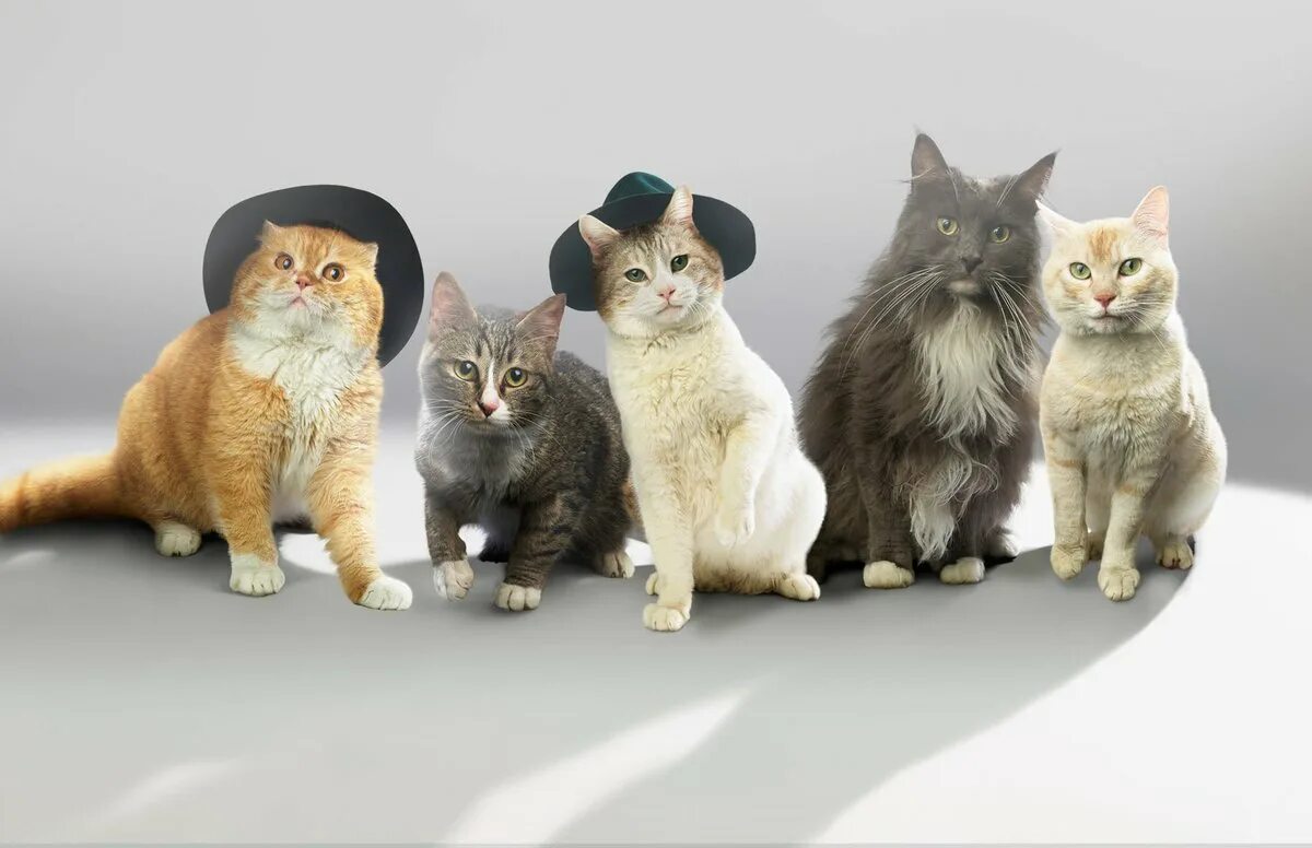 Некоторые кошки