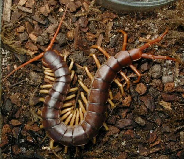 Как избавиться от сколопендр в доме. Сколопендры cormocephalus coynei. вьетнамская сколопендра. сколопендра крымская. сколопендра домашняя.