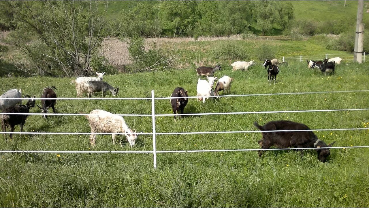 Электрон пастух для крс. Схема изгороди электропастуха. Электрический скот. Электрический скот. 2.