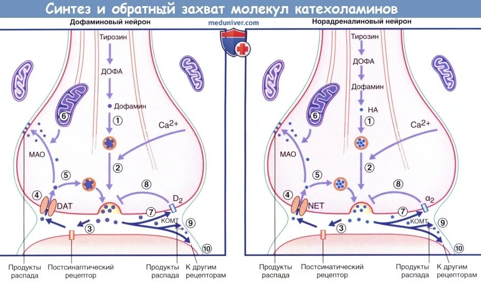 Синтез медиатора осуществляется. Обратный захват катехоламинов. обратный захват медиатора. обратный захват норадреналина. синтез медиатора норадреналина.