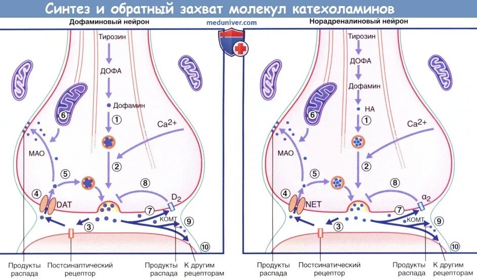 Захват дофамина. Обратный захват катехоламинов. Синтез медиатора. Синтез нейромедиаторов. Дофамин нейромедиатор Синтез.