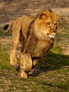 Loin