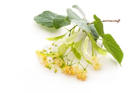 Цвет липы 4