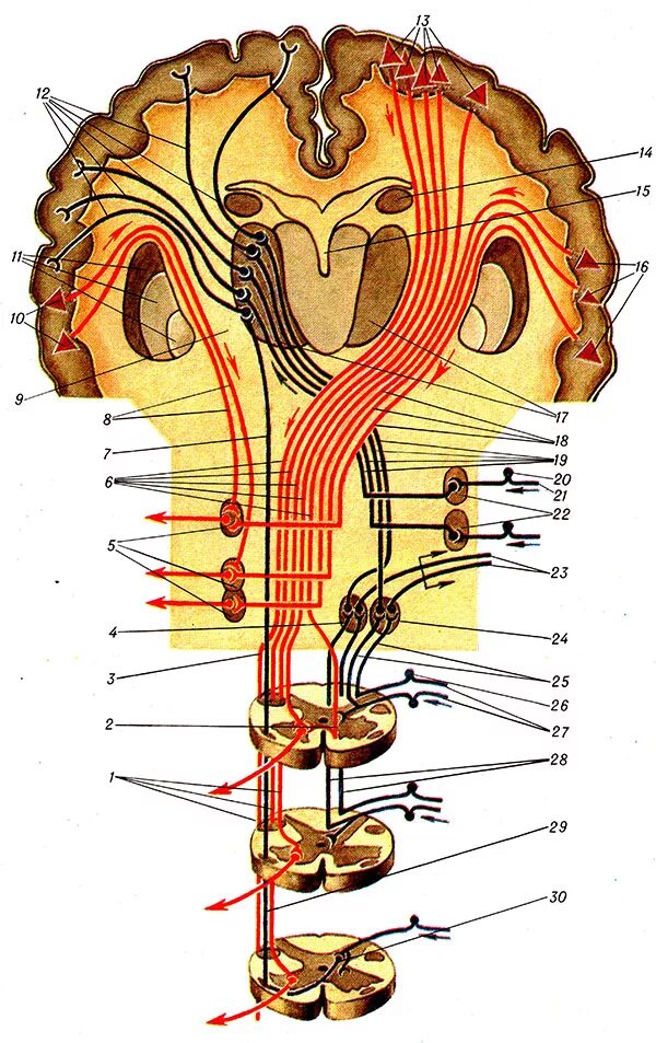 Проводящие системы головного мозга. Восходящие и нисходящие волокна спинного мозга. Проекционные проводящие пути головного и спинного мозга анатомия. Проводящие пути ЦНС анатомия. Восходящие тракты спинного и головного мозга.