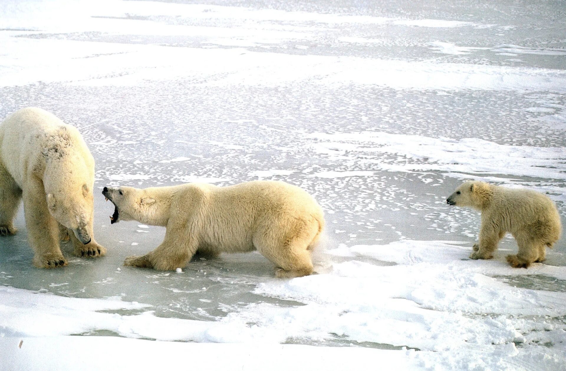 Арктика жизнь белого медведя. Медведица защищает медвежат. Белый медведь защищается. Белая Медведица защищает медвежат. Жизнь в Арктике.