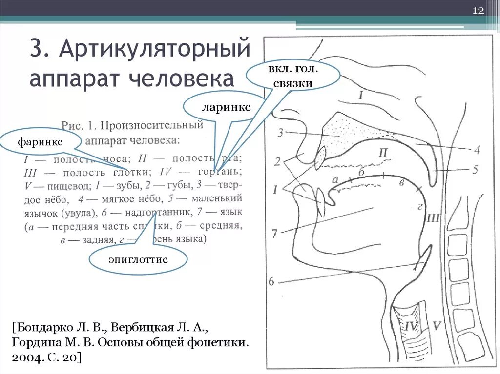 Артикуляция аппараты. Строение речевого аппарата альвеолы. Схема артикуляционного аппарата. Артикуляционный речевой аппарат. Органы артикуляционного аппарата схема.