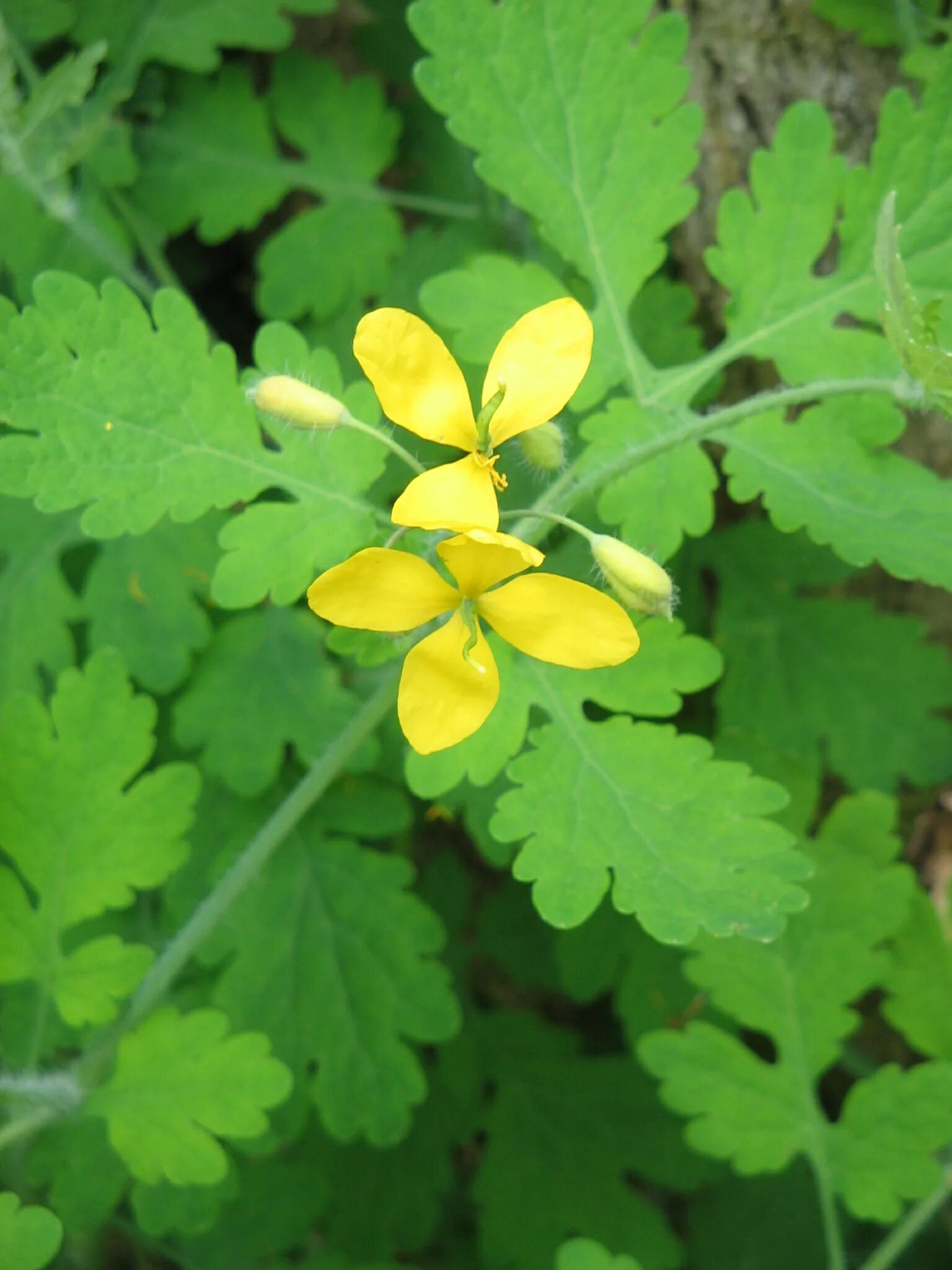 Chelidonium majus гербарий. Chelidonium majus гомеопатия. Chelidonium majus венчик.