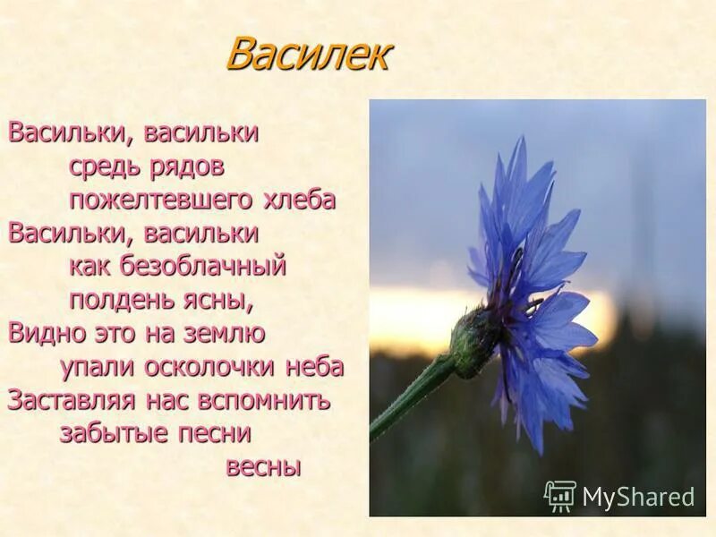 Предложение с васильком. Стихи про васильки. Стих про Василек. Стих о васильке. Стих о цветах Васильках.