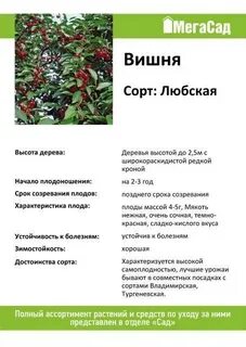 Вишня любская описание сорта отзывы