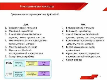 Сравнительная таблица днк и рнк 10 класс