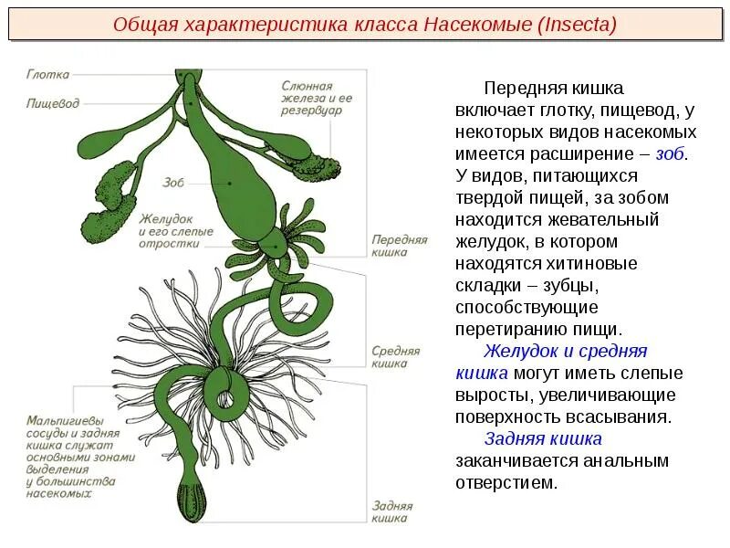 Представители какого класса имеют мальпигиевы сосуды. Строение пищеварительной системы насекомых. Строение выделительной системы насекомых. Выделительная система насекомых схема. Пищеварительная система насекомых схема.