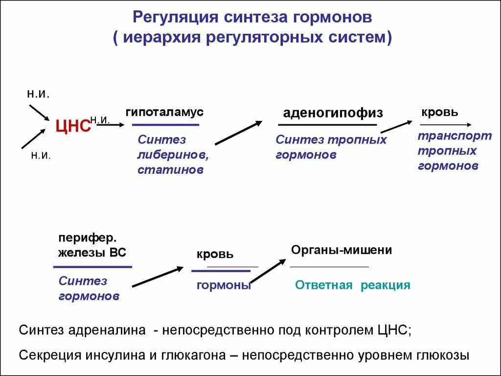 Регуляция секреции гормонов схема. Механизмы регуляции секреции гормонов. Регуляция биосинтеза гормонов. Механизм регуляции синтеза гормонов. Гормон центральной нервной системы