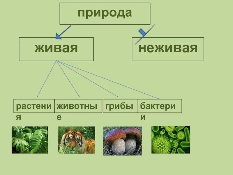 Гриб живой или неживой