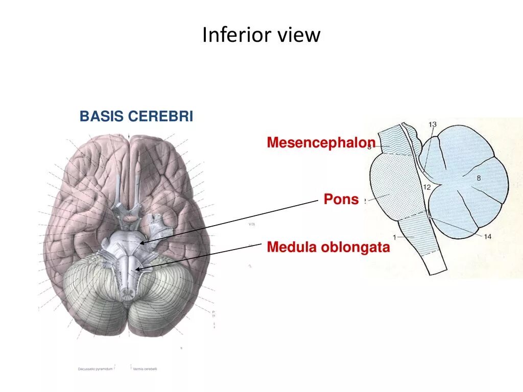Basis род. Basis cerebri. pons cerebri. basis pedunculi cerebri. pons mesencephalon.