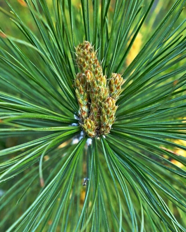 Сосна веймутова sea urchin. Ливанский кедр в ялте. Швейцарский кедр седой. День кедра 2023. Кедр ливанский атласский гималайский.
