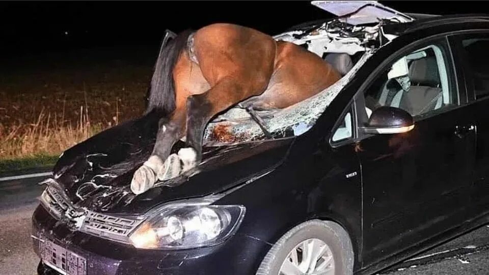 Который забьет машину. Лошадь врезалась в машину. автомобиль врезался в коней.