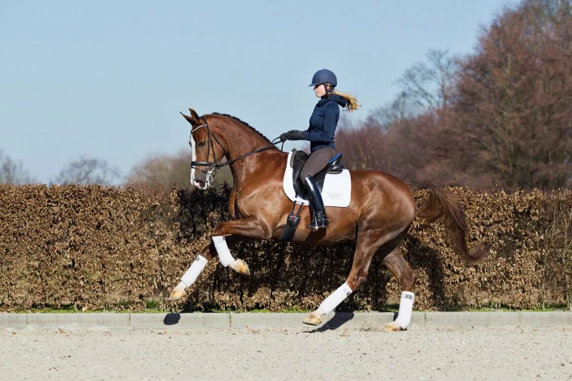 Наездник на лошади. Конный спорт эстетика. Боевой конь фильм 2011. Наездник на лошади. Наездник на коне.