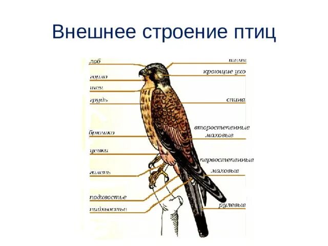 Внешнее строение птицы Сапсан. Внутреннее строение Сапсана птицы. Внешнеетстроение птицы. Строение птицы внешнее строение.