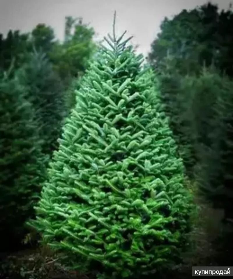 Пихта нобилис. Елка живая. Ель искусственная дуглас 2. Ель новогодняя живая. Пихта фразера и нордмана.