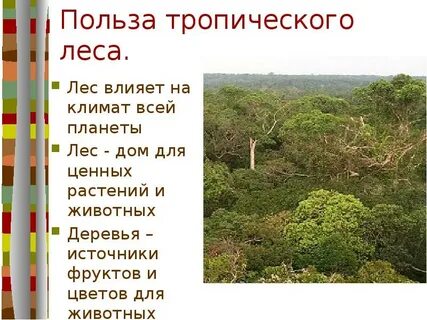В чем состоит ценность тропических лесов