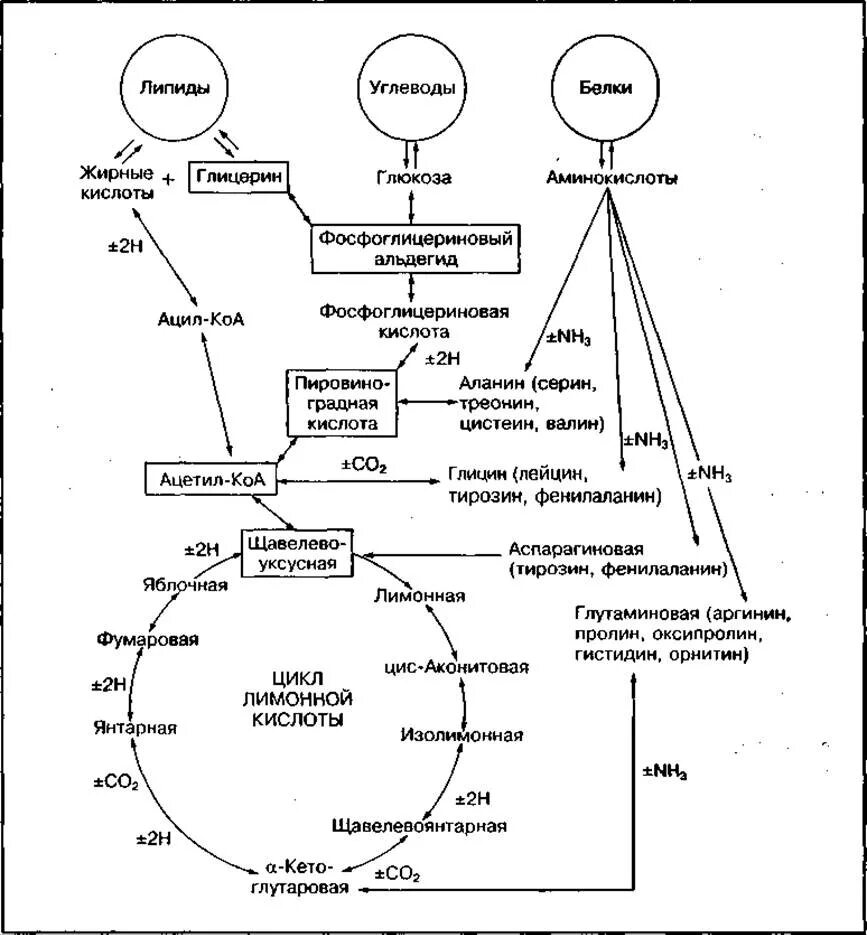 Синтез белка из углеводов. Схема метаболизма липидов в организме человека. Схема метаболизма белков биохимия. Метаболизм белков жиров углеводов схема. Общая схема углеводного обмена биохимия.