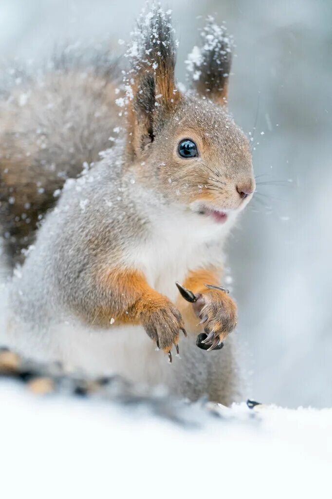 доброе зимнее утро с животными. вадим трунов белки и птицы. снежное настроение. хорошего дня зима животные. веселого зимнего утра.