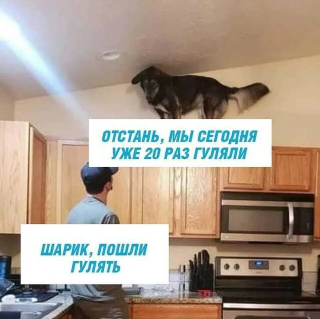 Следующая отстань. Собака гулять мем. отстань от меня сегодня уже 30 раз гуляли. кот отстань. это шарик он гулял 60 раз.