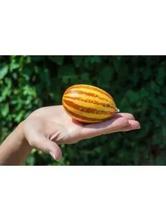Подарок дыня
