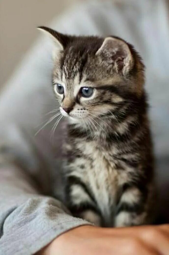 İşte kedi beslemenin yararları nelerdir sıradışı bir araştırma. Kedi ve Ordu