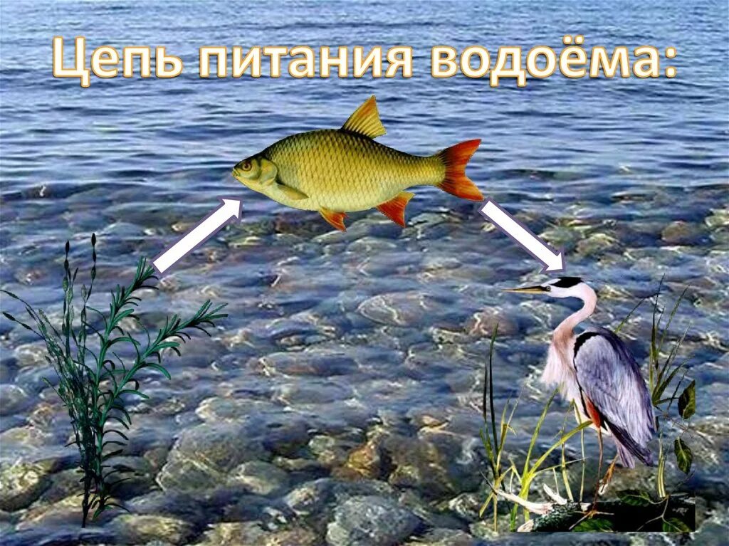 Пищевая цепочка пресного водоема. Пищевая сеть озера. Цепь питание в вадаеме. Питание водоемов. Питание водоемов.