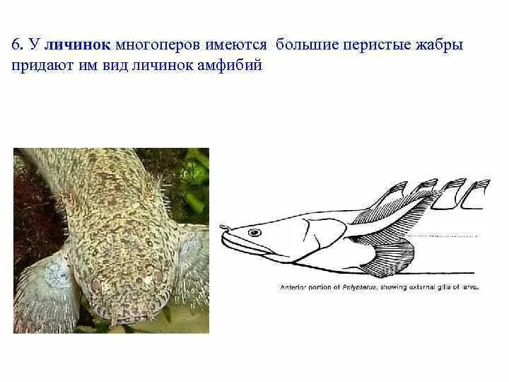 Дыхательная система земноводных. Внешнее строение аксолотля. Внутреннее строение лягушки дыхательная система. Выделительная система бесхвостых земноводных. Органы дыхательной системы лягушки.