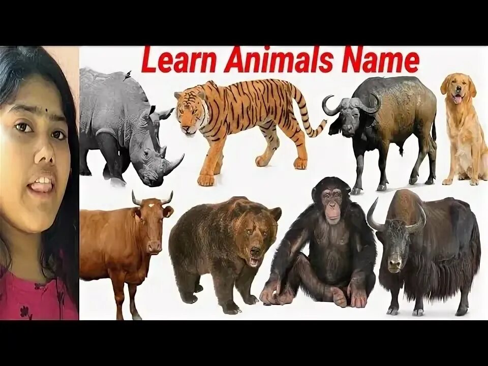 Читать animals. Читать animals