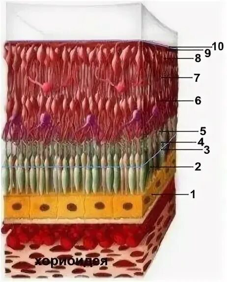 Эпителий сетчатки. Клетки сетчатки гистология. Мембрана бруха сетчатки глаза. Строение сетчатки клетки мюллера. Гистологические слои сетчатки.