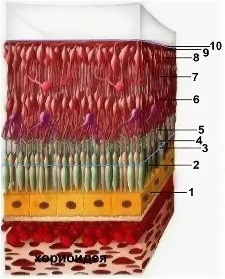 Эпителий сетчатки. Пигментный эпителий сетчатки. Мембрана Бруха сетчатки. Слои сетчатки гистология. Мембрана Бруха сетчатки глаза.