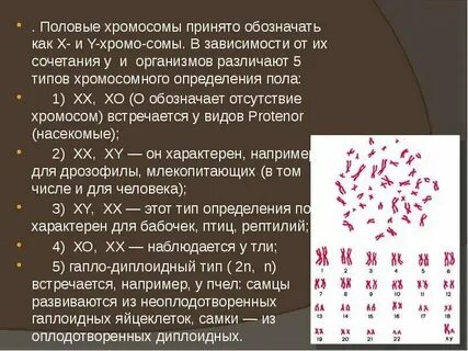 Хромосома отвечающая за пол будущего ребенка