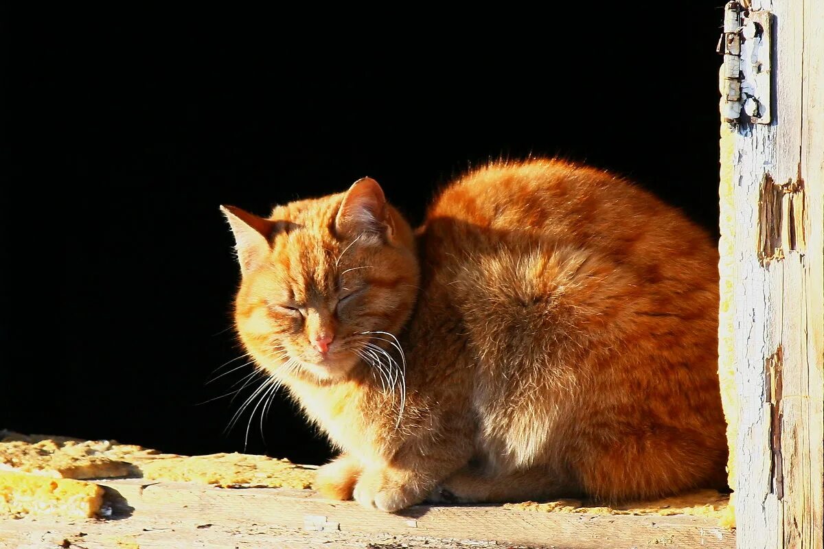 Марты кот. Мартовский кот. Мартовский кот. Мартовский кот картина. Мартовский кот.