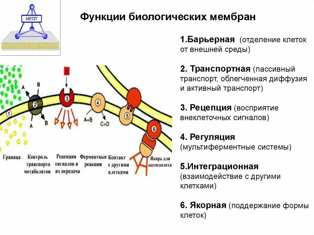 Биохимия мембран. Функции наружной мембраны клетки. Барьерная функция биологической мембраны. Биологические мембраны структура свойства функции. Строение биологической мембраны физиология.