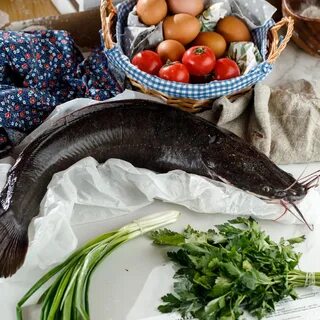Клариевый сом