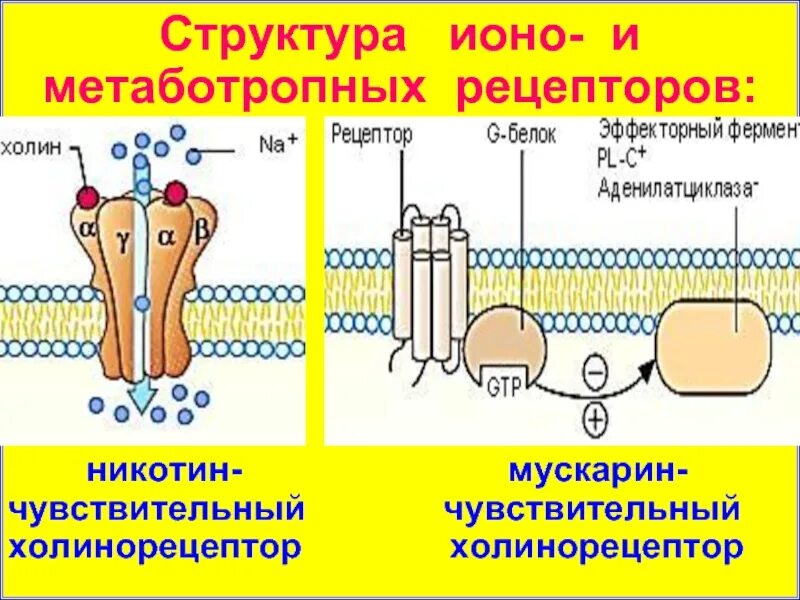 Мускариновые ацетилхолиновые рецепторы. Строение рецептора ацетилхолина. Холинергический Рецептор механизм действия. Ацетилхолиновый Рецептор схема.