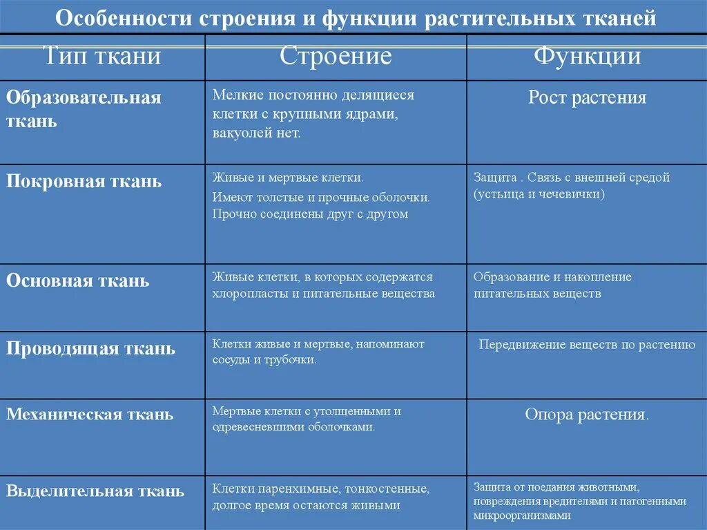 Ткани растений и их характеристика. Функции образовательной ткани растений. Особенности строения образовательной ткани растений. Образовательные ткани растений строение и функции. Выполняемая функция образовательной ткани.