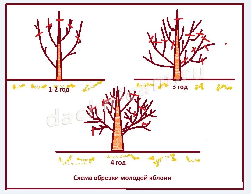 Как правильно обрезать ель. Схема обрезки молодой яблони. Схема обрезки сосны. Схема обрезки ели. Обрезка плодовых деревьев.