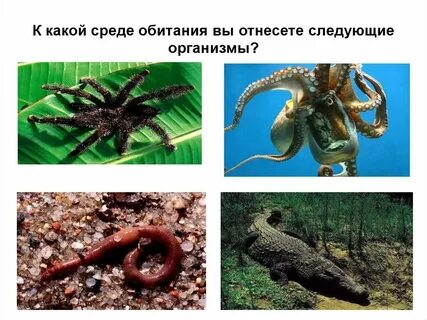 Факты среды
