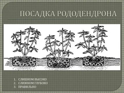 Рододендрон посадка весной в грунт