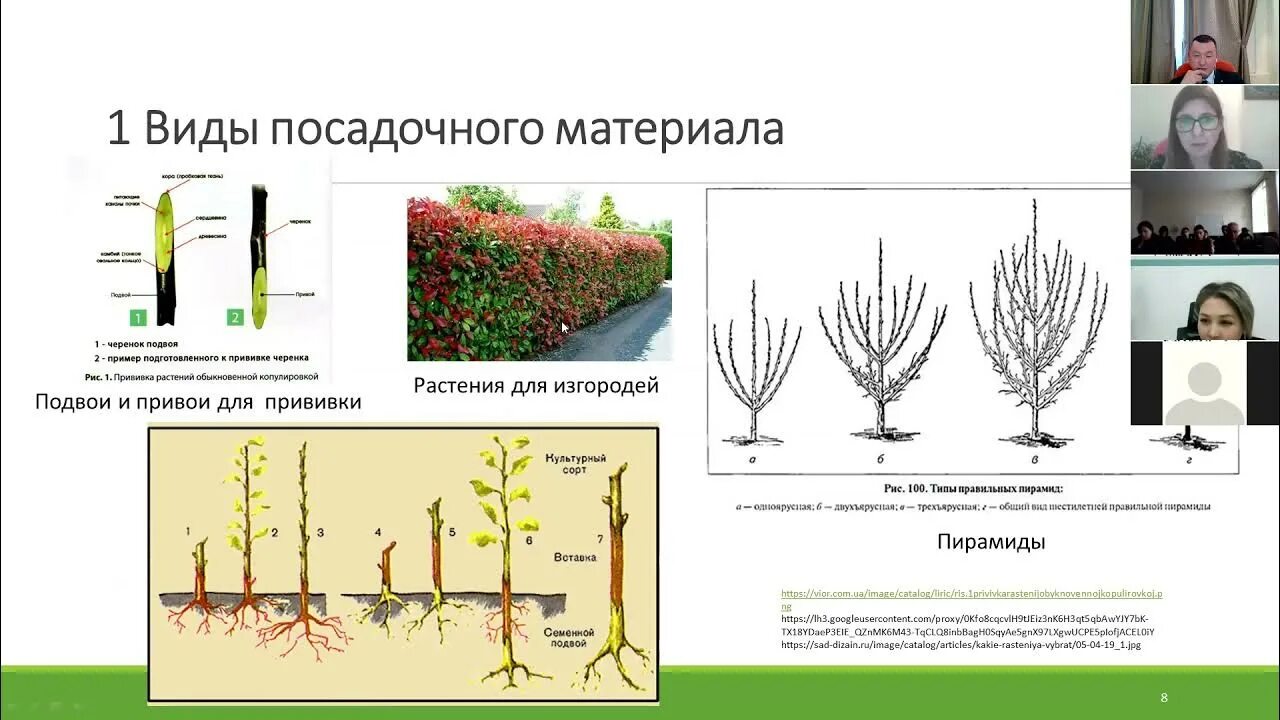 Производитель посадочного материала. Выращивание сеянцев с закрытой корневой системой. Типы посадочного материала. Выращивание посадочного материала. Разновидности посадочного материала закрытой корневой системой.