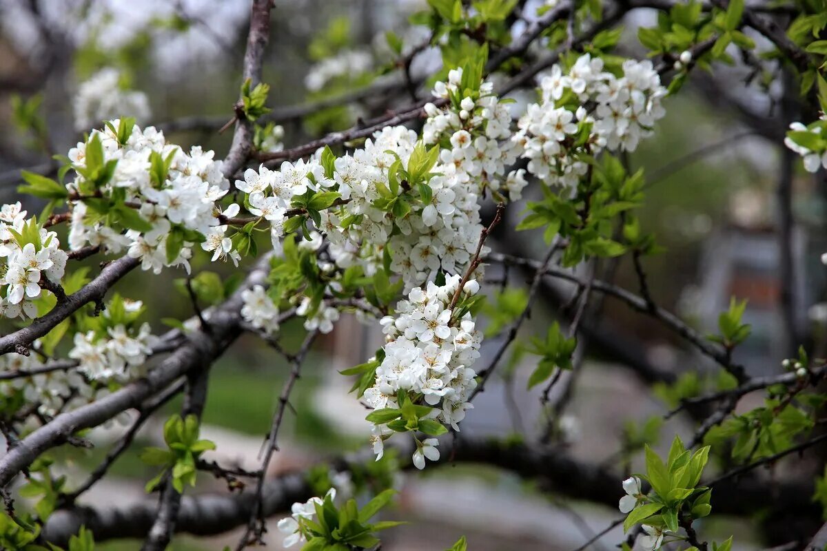 Что значит зацветать. Деревья весной. Весеннее дерево. Цветение черёмухи.