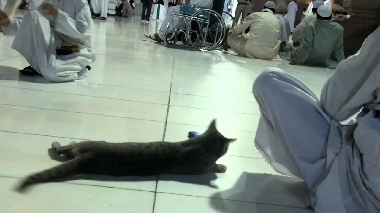 Кошка пророка мухаммада саллаллаху. Кошка пророка мухаммеда муизза. кошка пророка мухаммеда муизза порода. кот пророка мухаммеда порода. кошка в мечети.