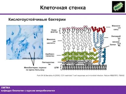 Клеточная стенка бактерий состоит из