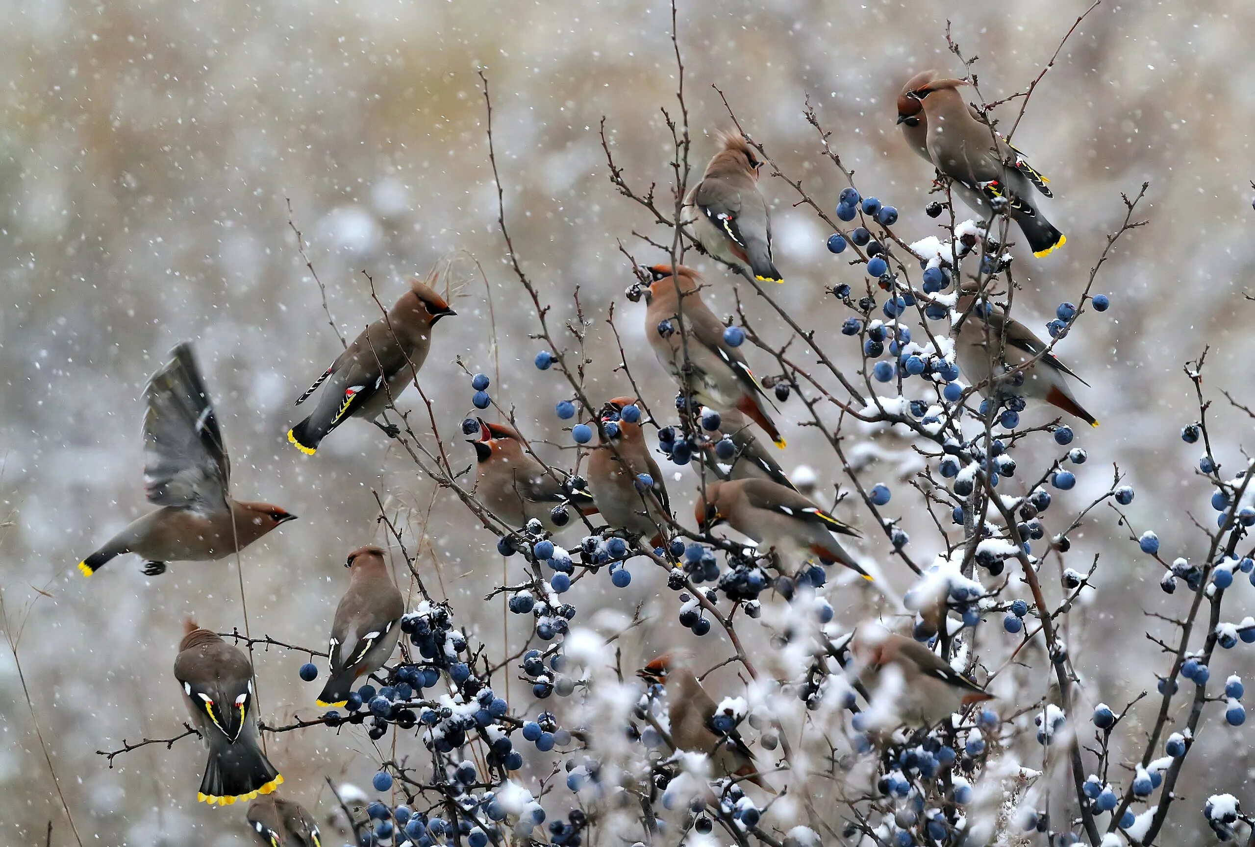 Снег летит как птичья стая. Стайка зимующих птиц. Птицы на снегу. Птицы в снегопад. Птицы зимой в городе.