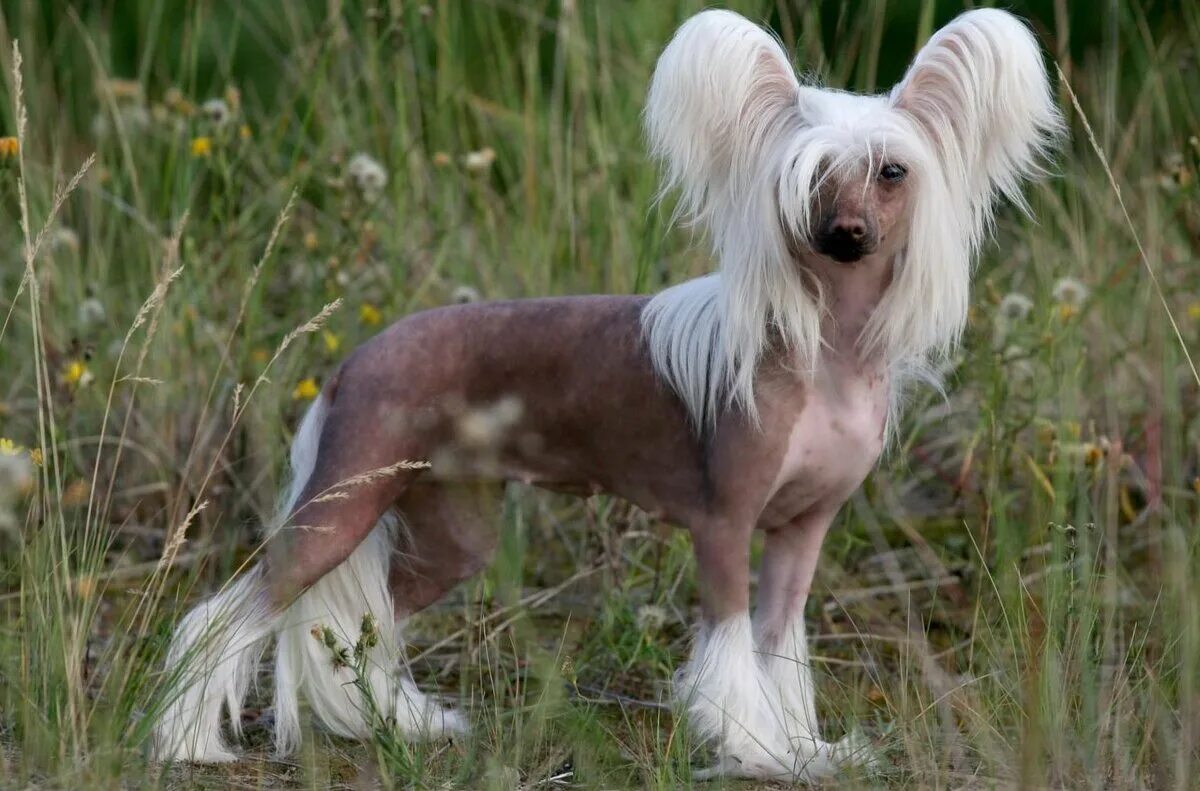 CHINESE CRESTED DOG BOW TIE / shot with Phase One P40+ :: Behance